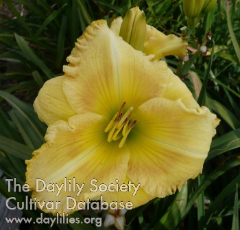 Daylily August Morn